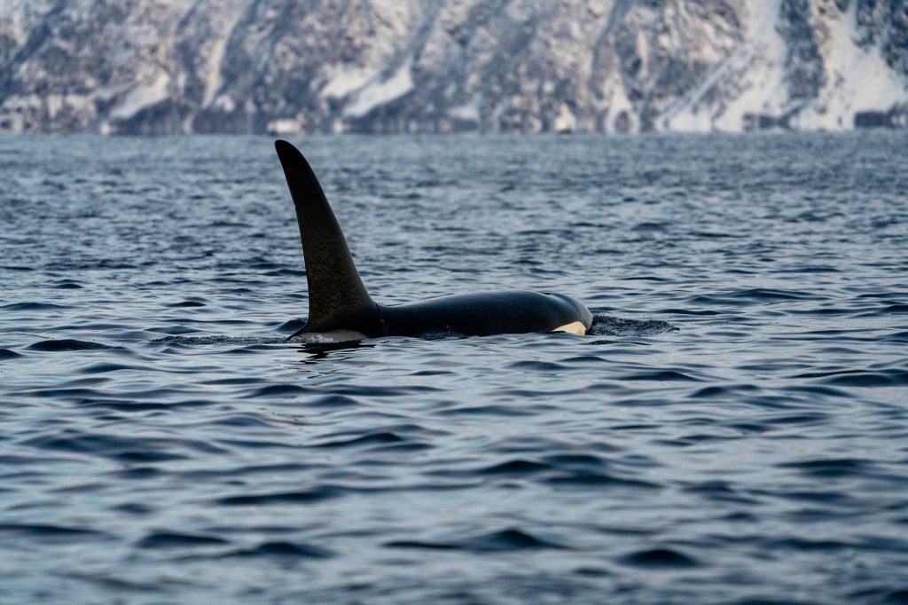 Male Orca in Skjervoy