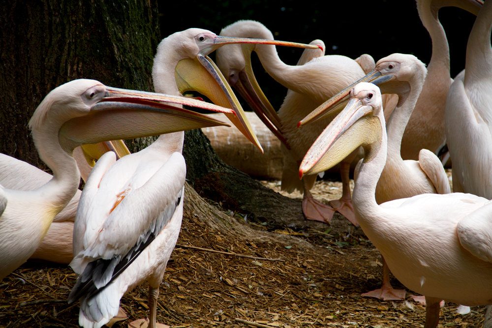 Group of Pelicans