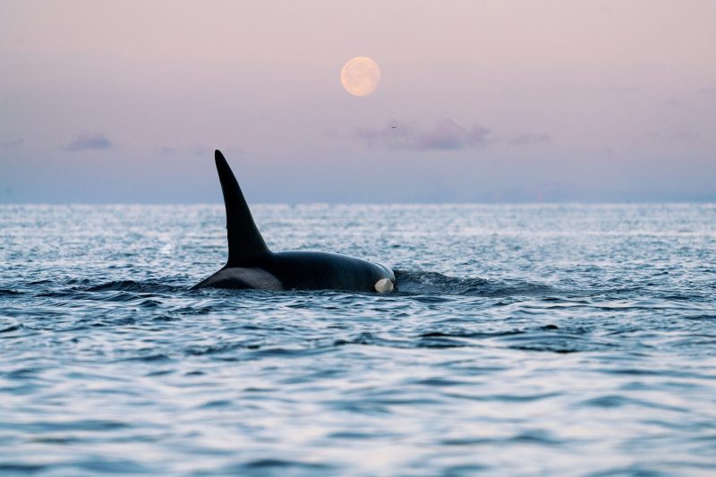 Orca at Moonlight in Norway