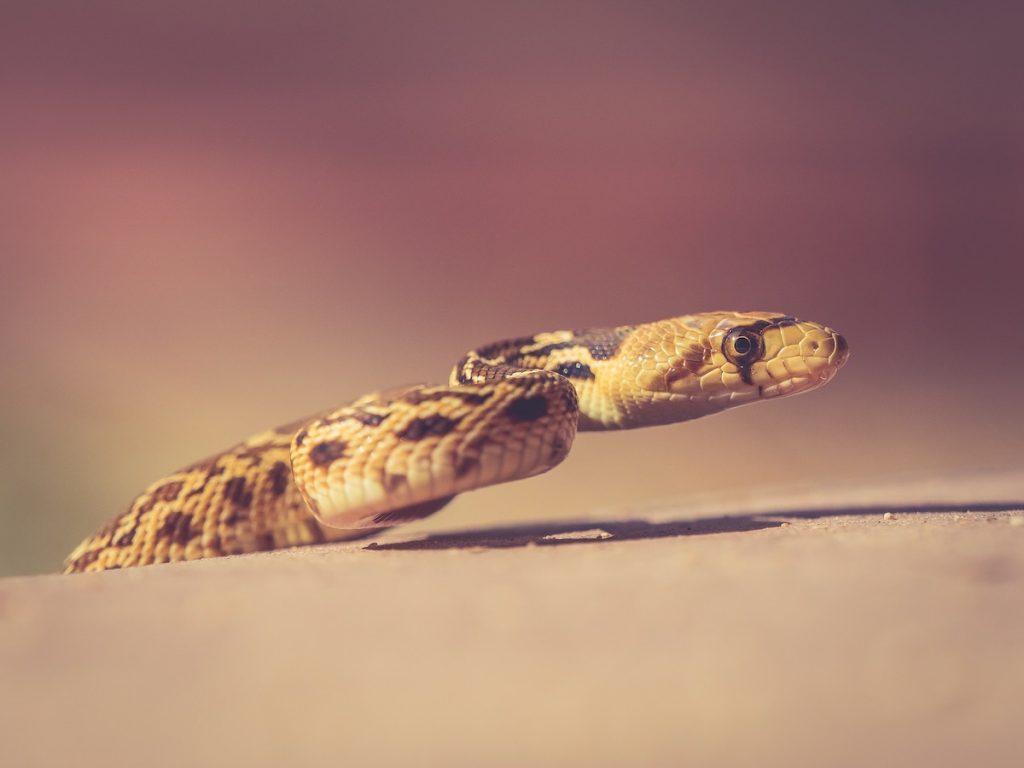 Snake in the Desert