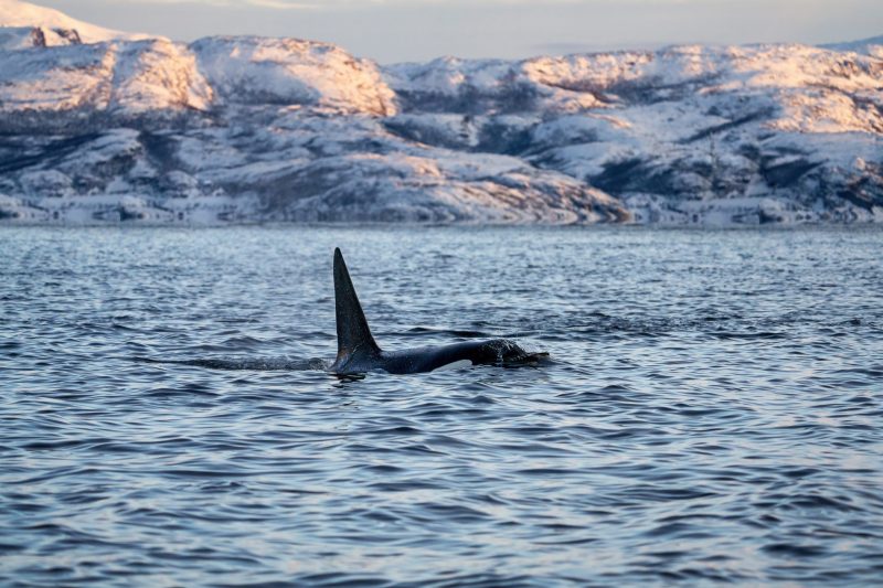 Orca in Norway