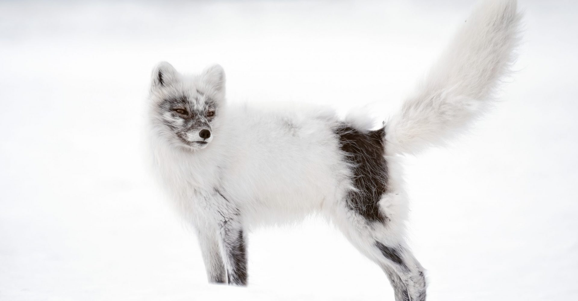 Arctic Fox in Svalbard